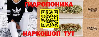 крисы Кингисепп