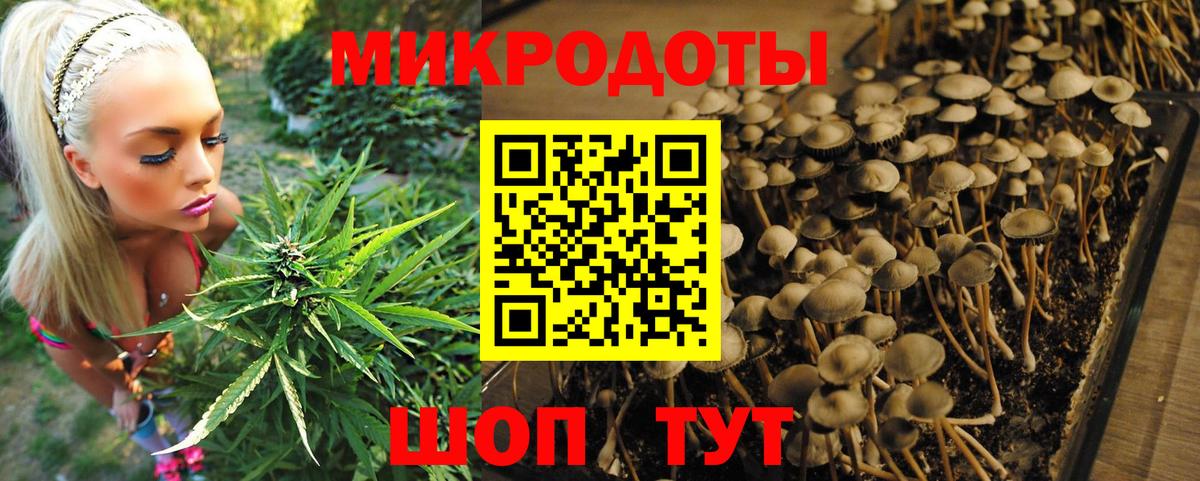 Псилоцибиновые грибы Psilocybe Йошкар-Ола